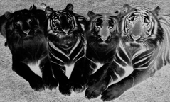 Negative of four bigs cats.